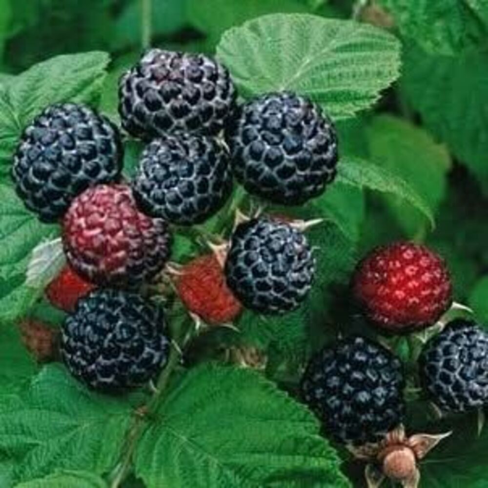 With spring coming I have berry plants for sale!